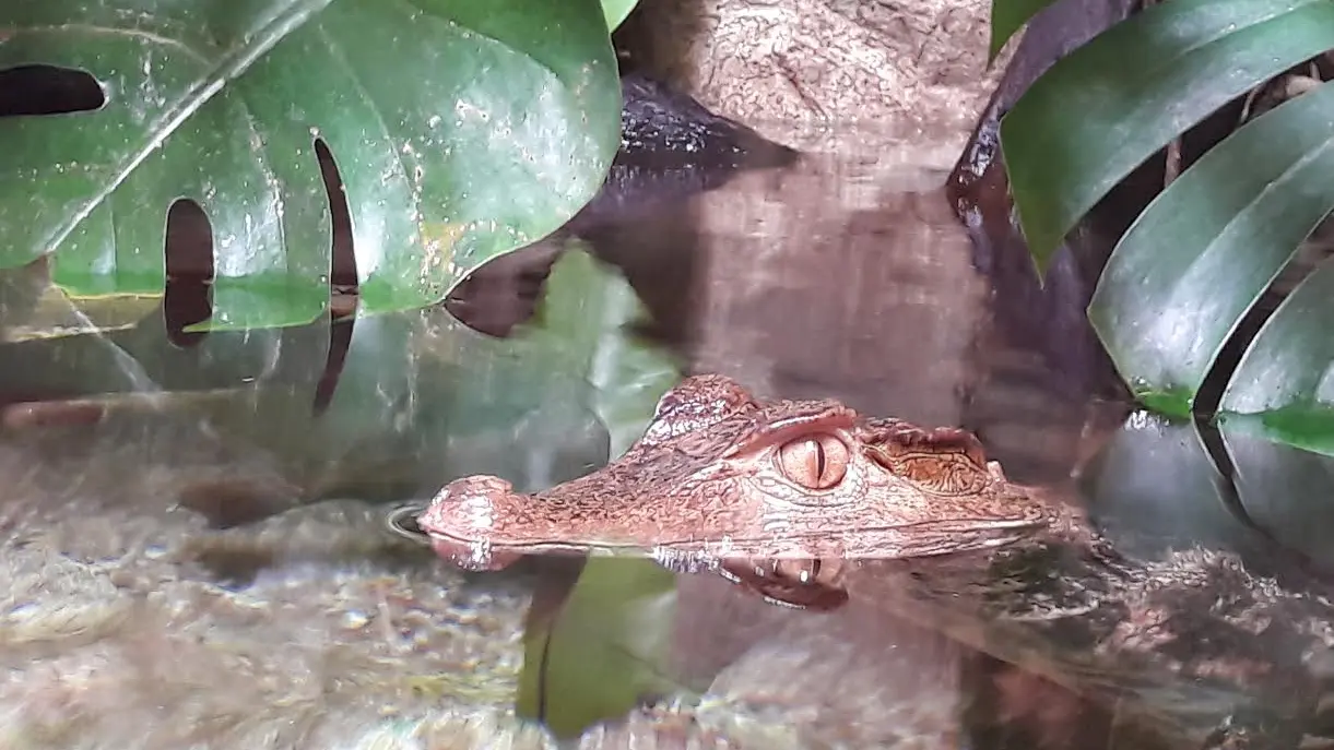 Aquarium du Limousin_3