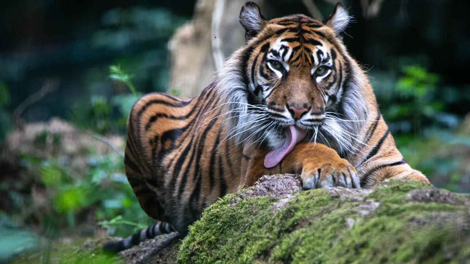 Tigre de Sumatra_3