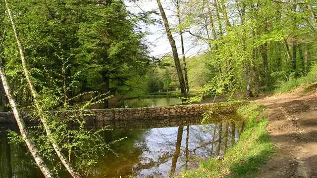 Parcours du coeur dans la forêt des loges_1