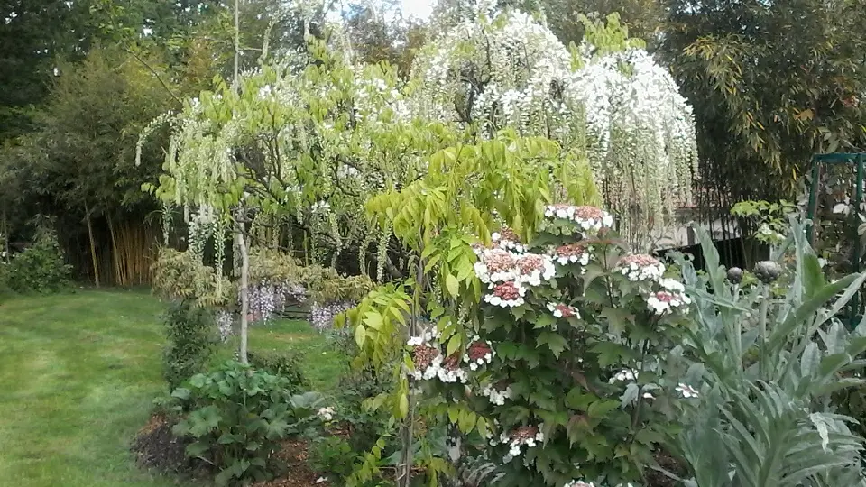 Jardin Hydrangéas et Cie_2