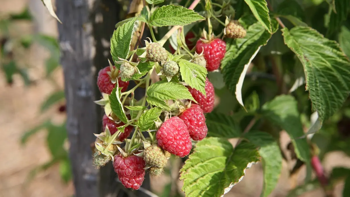 Framboises_2