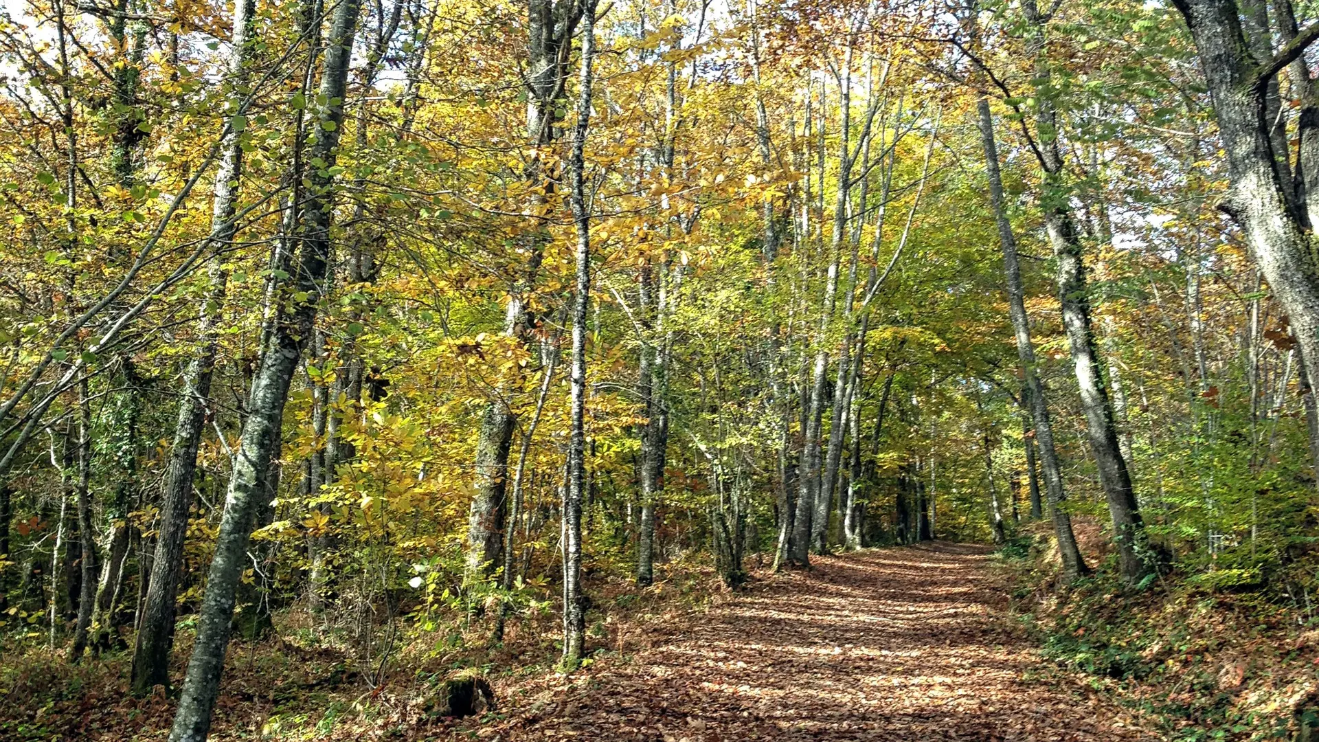 La Boucle de Saint-Priest-sous-Aixe - Circuit n°1 Val de Vienne Tour_3
