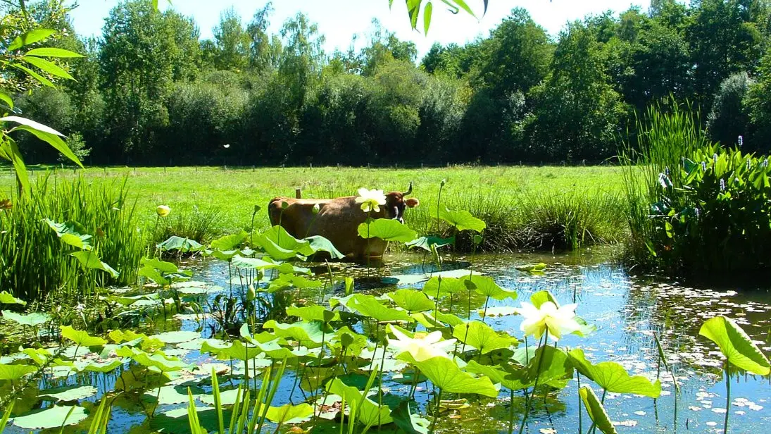 Camping-à-la-ferme-La-Noyeraie