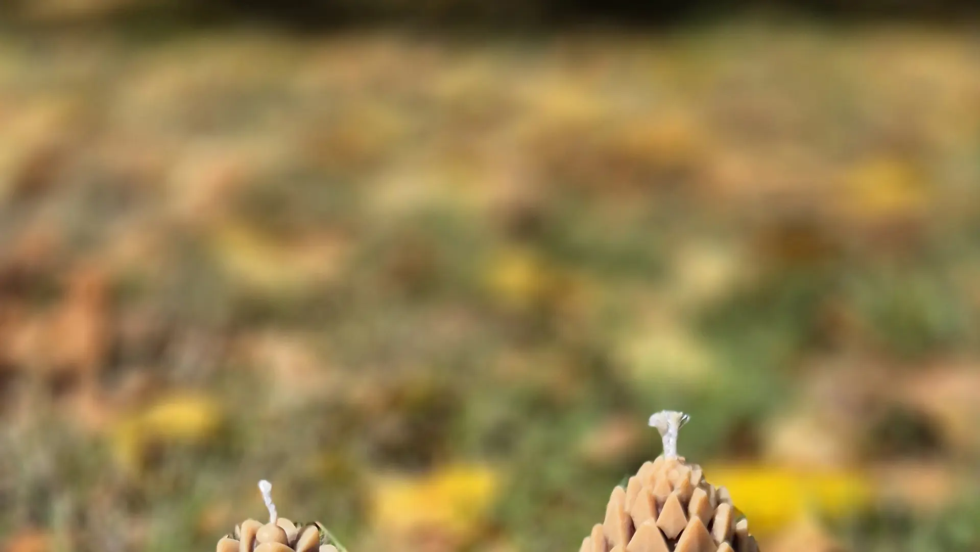 Bougies Equinoxe - Les Cars