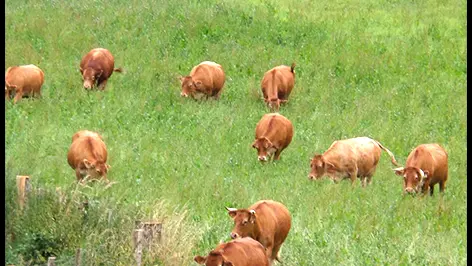 La Ferme des Collet à Vicq-Sur-Breuilh_4