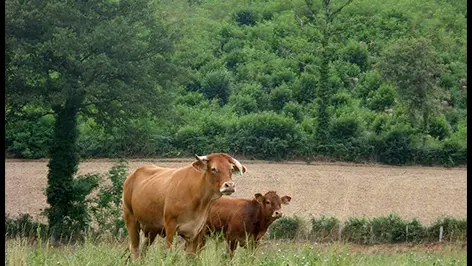 La Ferme des Collet à Vicq-Sur-Breuilh_1