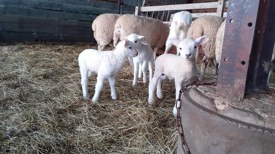 Les sabots de laine à Saint Hilaire Bonneval_3