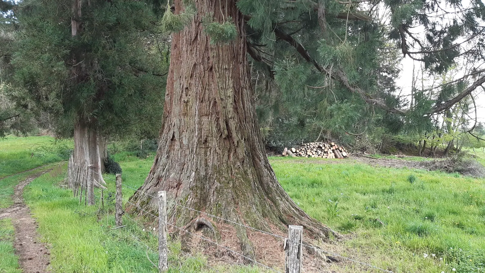 chemin des séquoias
