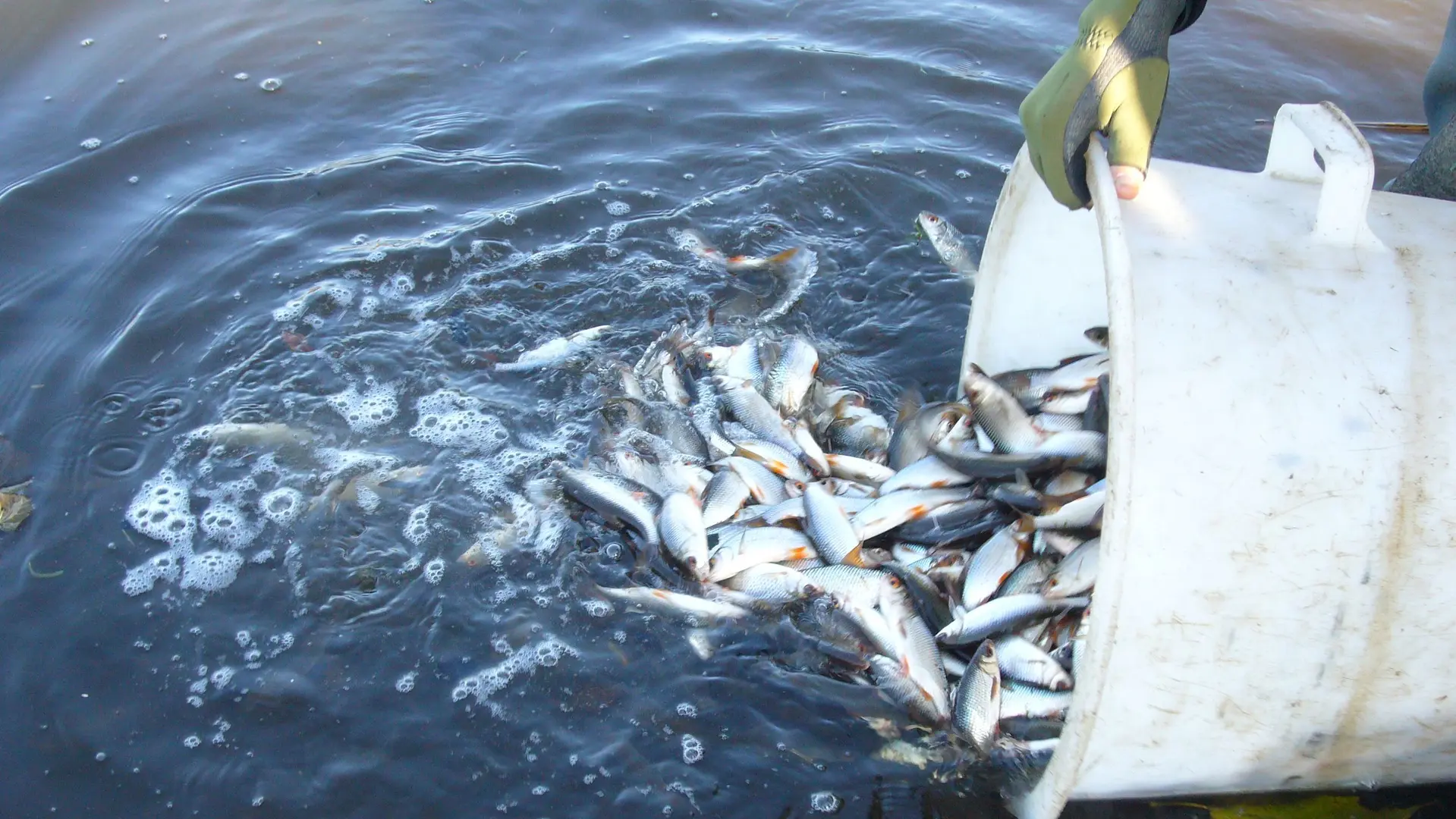 Pêche en 1ère catégorie plan d'eau de Ladignac_3