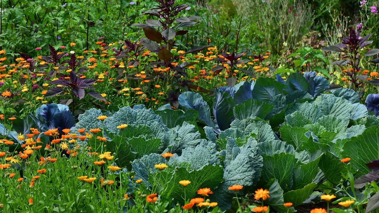 Légumes au jardin_2