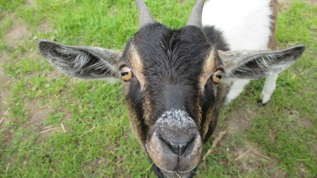 La Chabra Negra - fromages de chèvre Bio_2