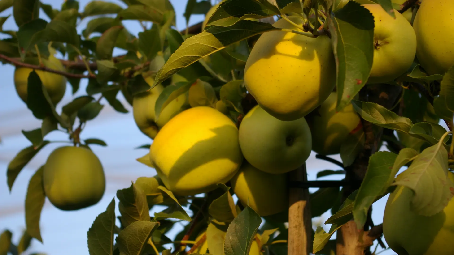 Pommier Golden ferme de Bord_5