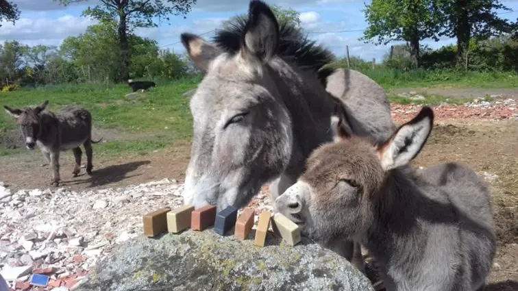 Savons au lait d'ânesse 'Arcoul'Âne'_3