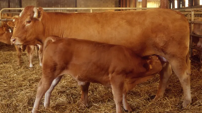 Vache limousine et veau sous la mère_1