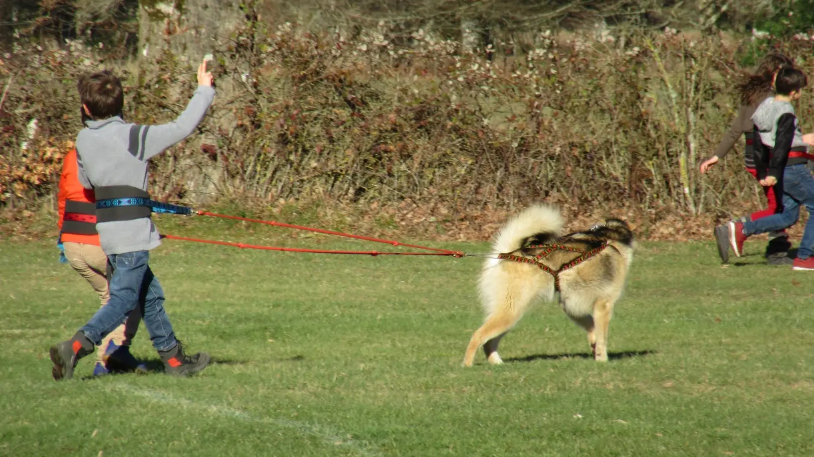 Activités en chiens de traîneau_1