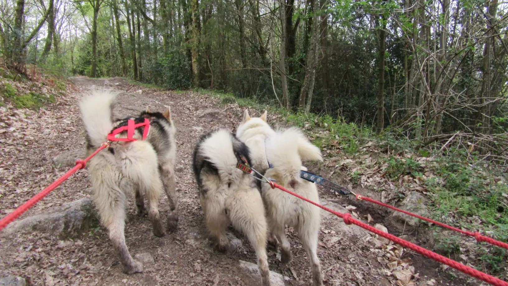 Activités en chiens de traîneau_2