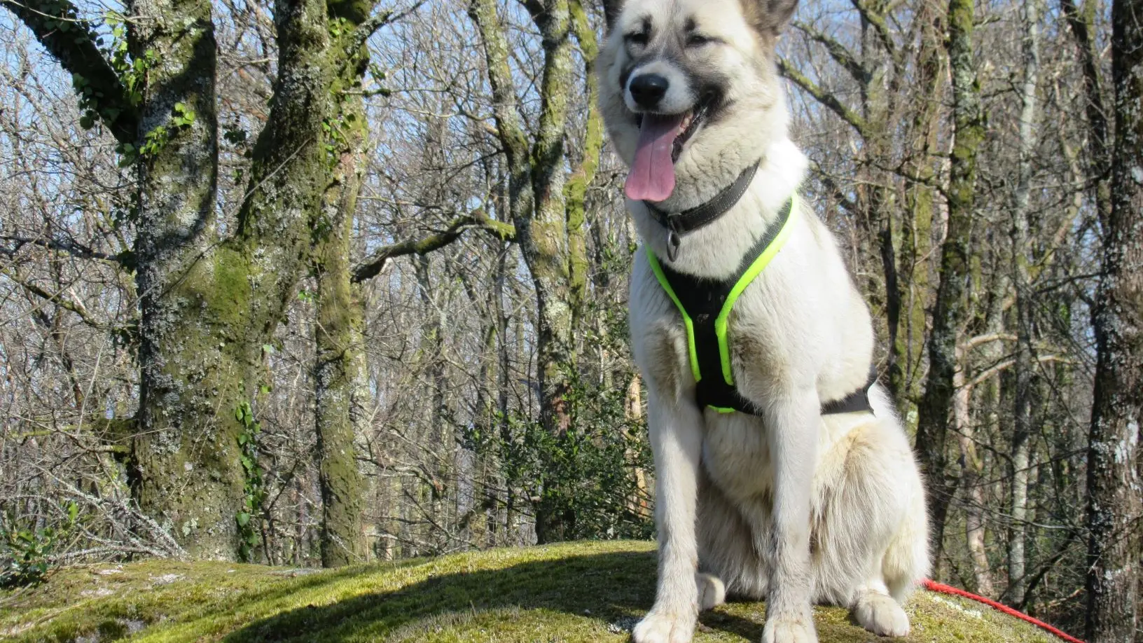 Activités en chiens de traîneau_3