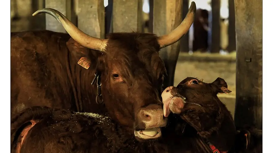 Vache à l'étable_1