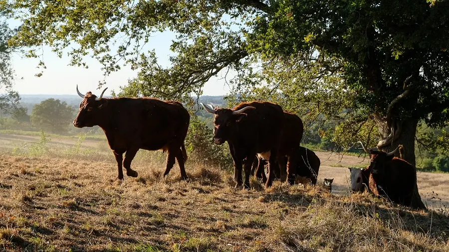 vaches au pré_2