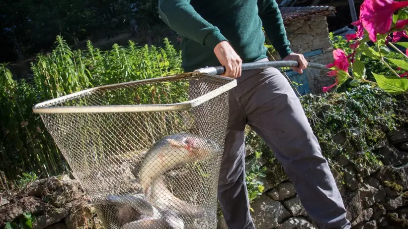 Pisciculture des Saules Blancs_1