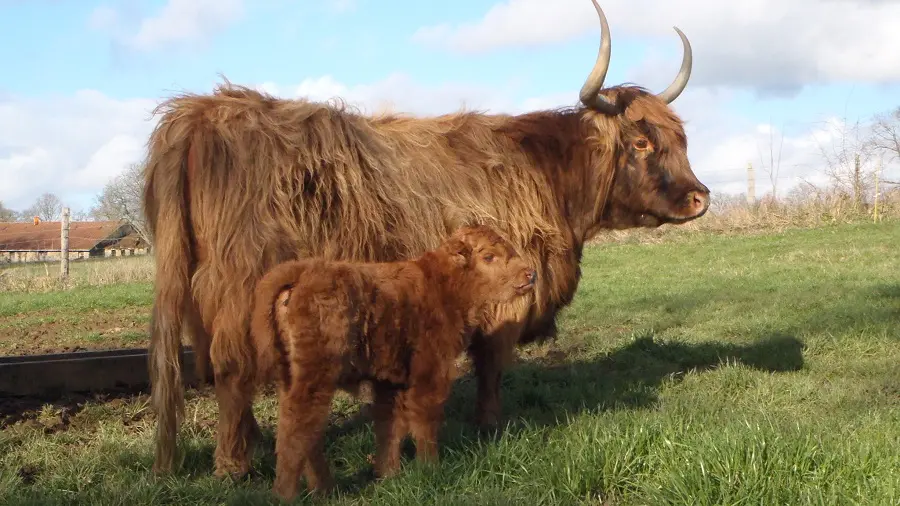 Vache Highland et son veau_2