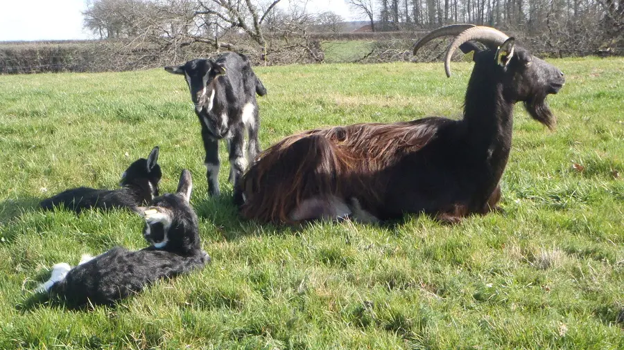 Chèvre avec son chevreau_3