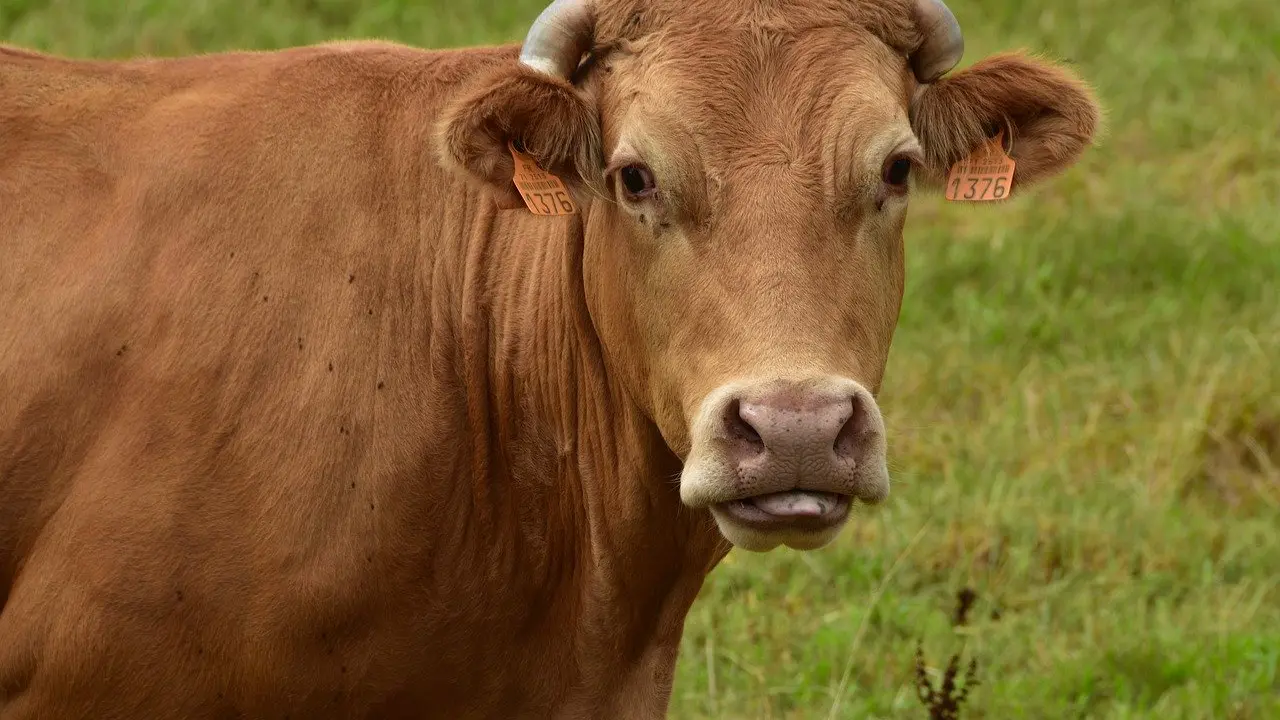 bœuf limousin_1