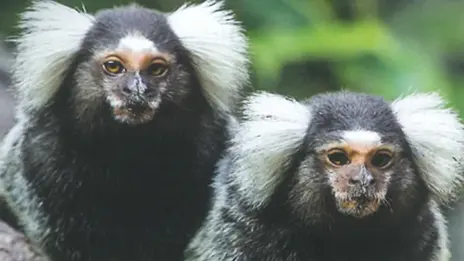 Jardin Zoologique Bellachon_1