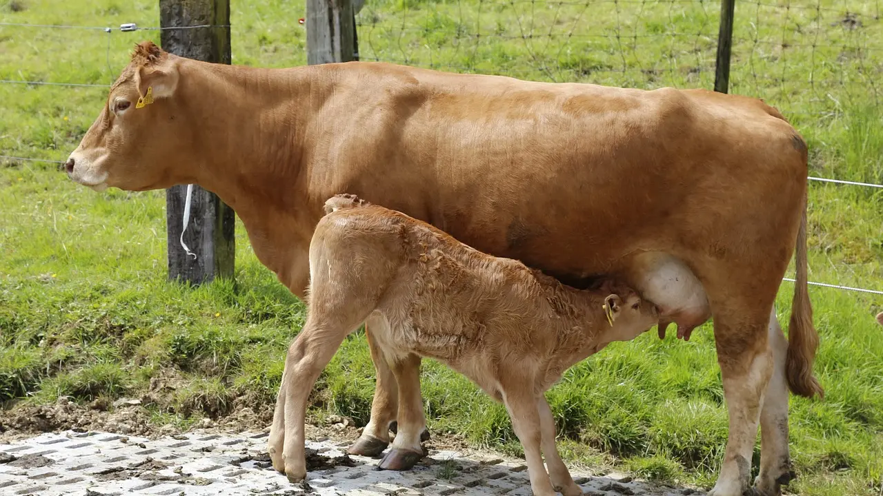 Vache limousine et son veau_1