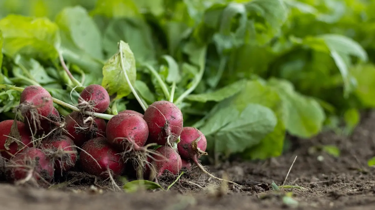 Ferme de la Coulinière - Légumes_3