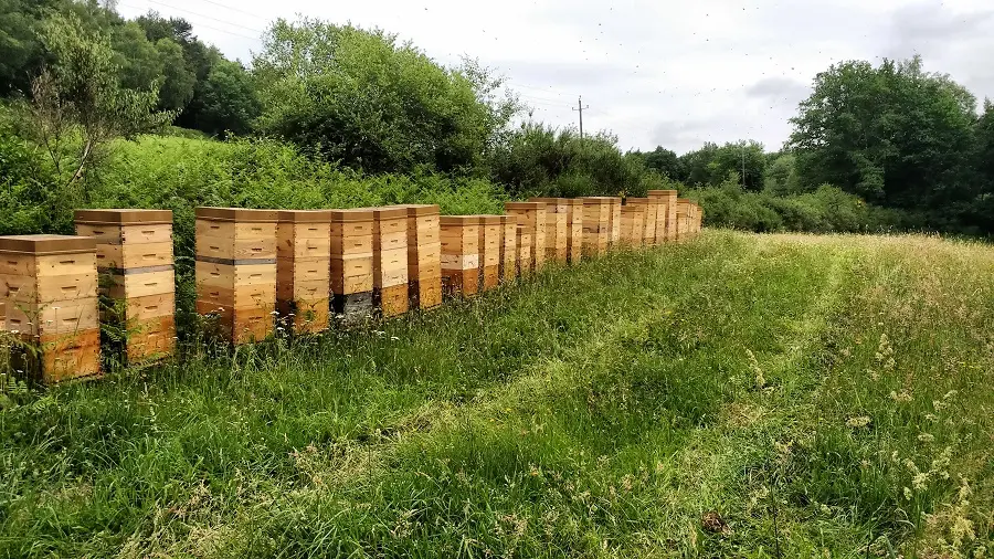 L'abeille des Monts de Blond - Miels, pain d'épices, nougat et hydromel bios_1