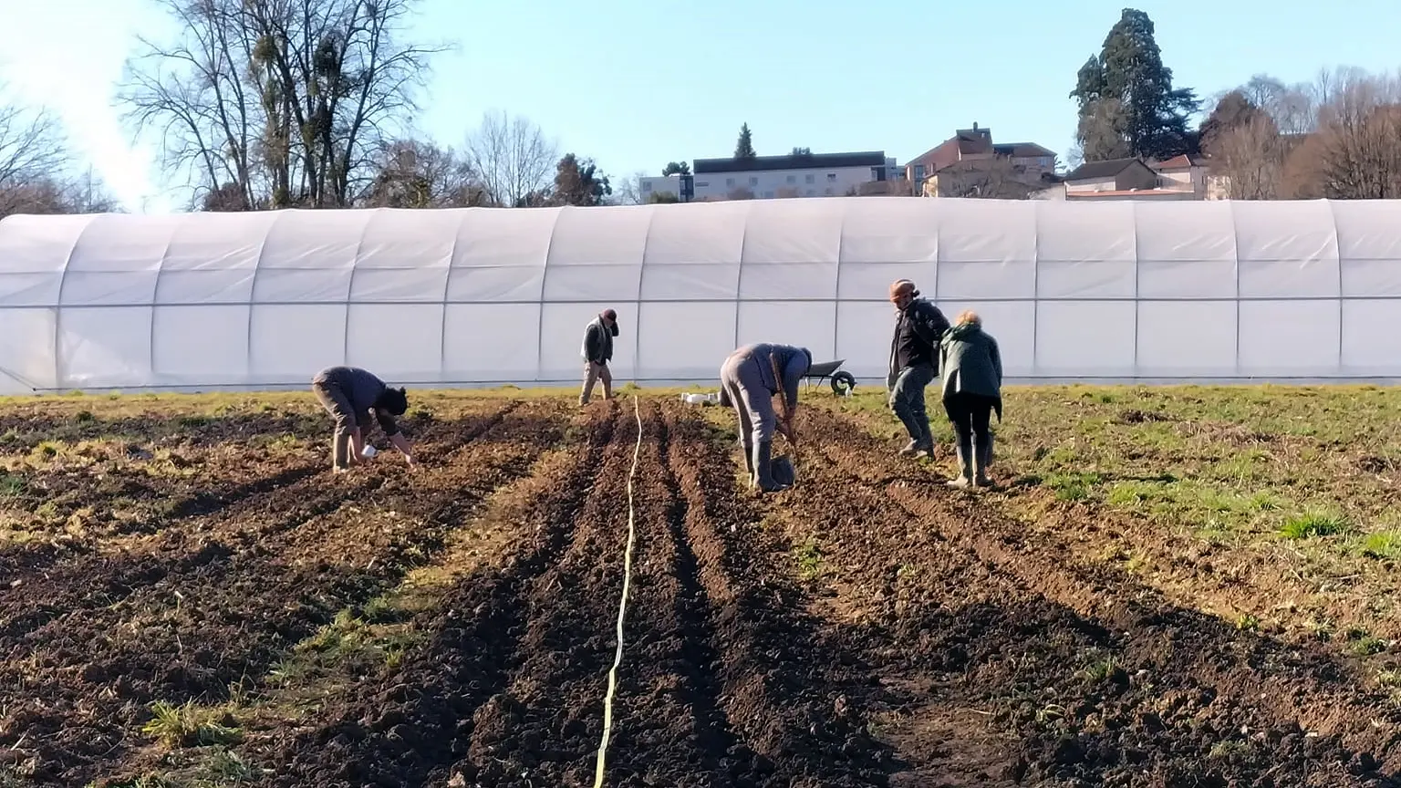 Légumes bio de l’association maraîchère 