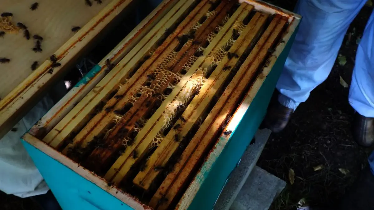 Le jardin aux abeilles à Magnac-Bourg