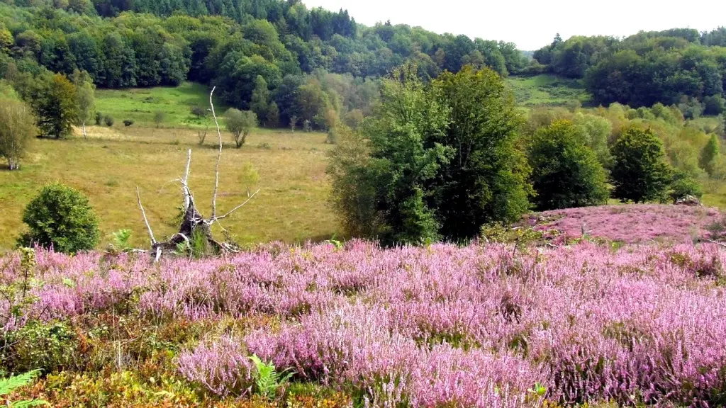 Aire pique-nique Saint-Léger tourbière (1)