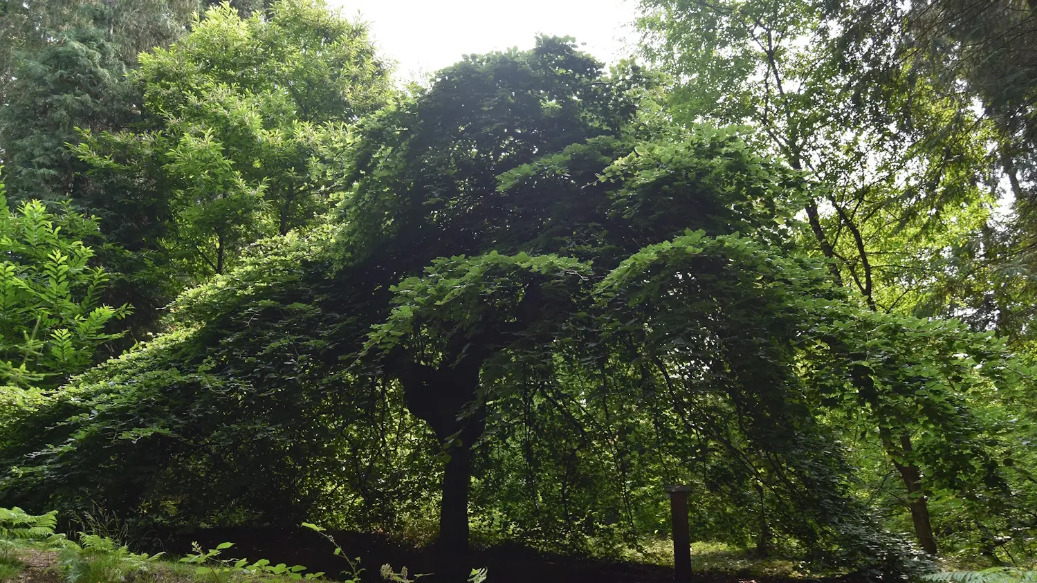 Visite arboretum domanial avec l'office national des forêts