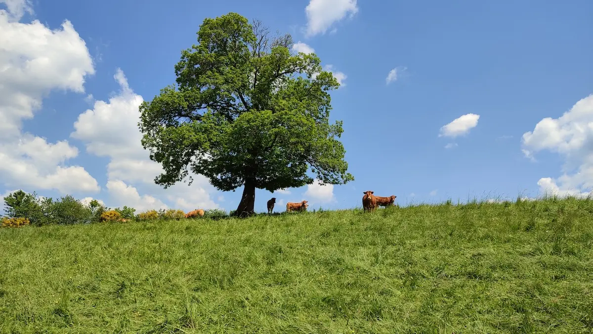 Arbre isolé et vaches limousines - St-Julien-le-Petit