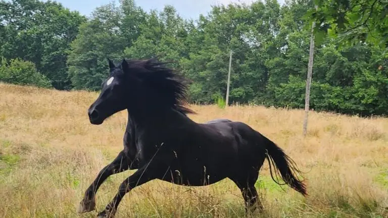 LE CHEVAL NOIR