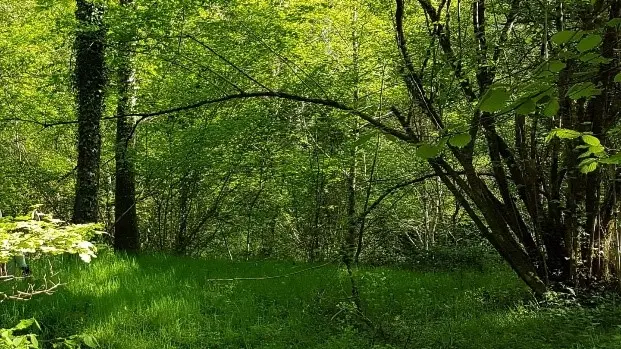 Meublé de tourisme le Moulin de la Forge_BOIS_6