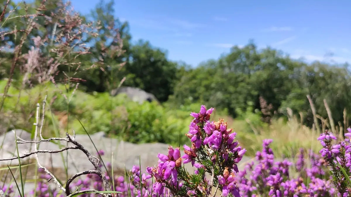 Bruyère en bord de chemin - Peyrat-le-Château