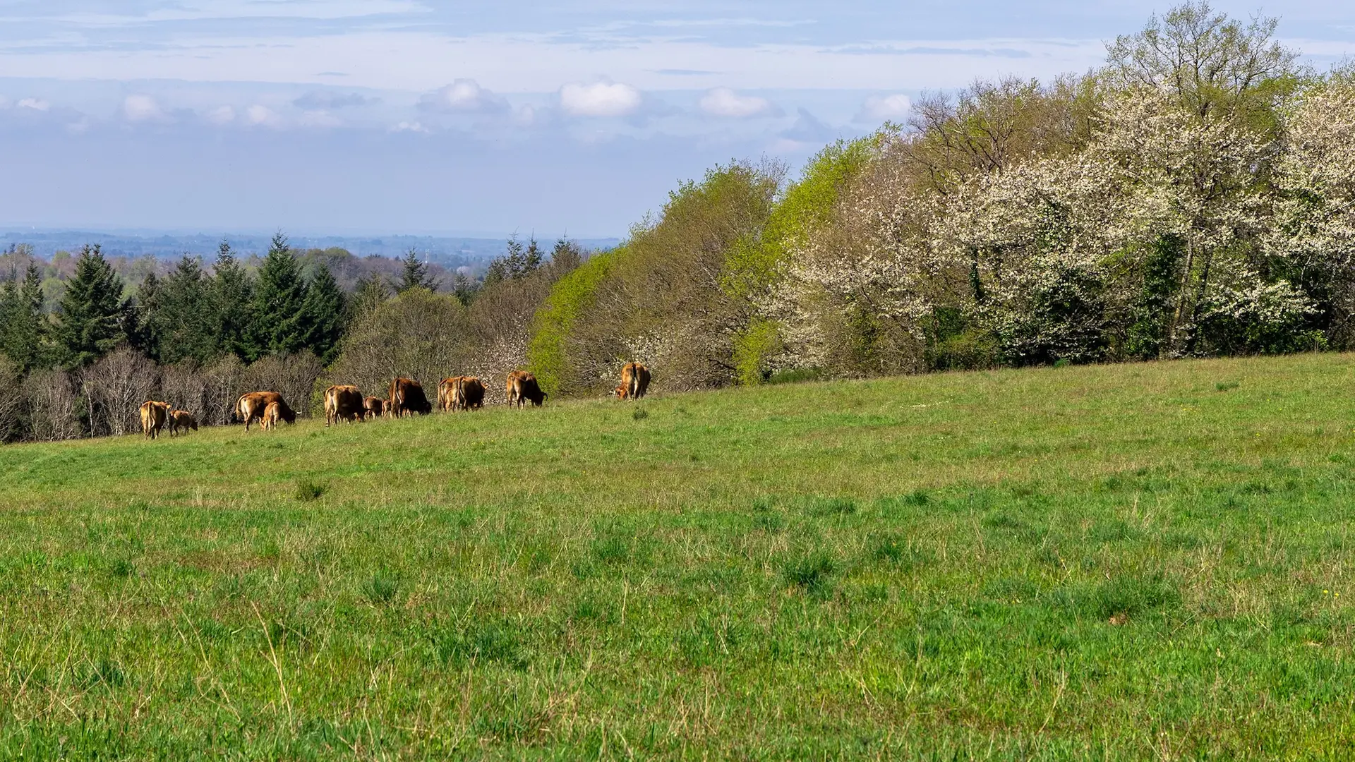 paysages ouverts et prairies