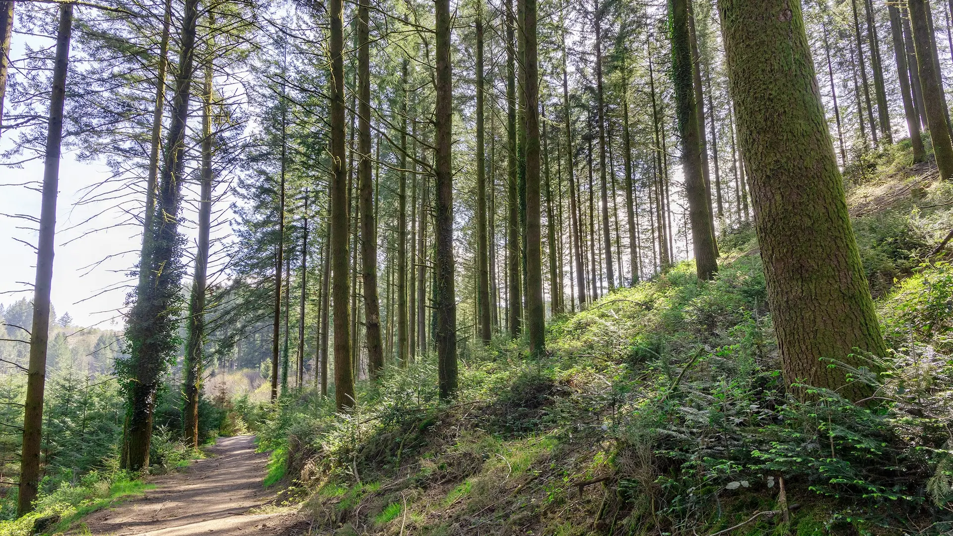 forêts et chemins creux