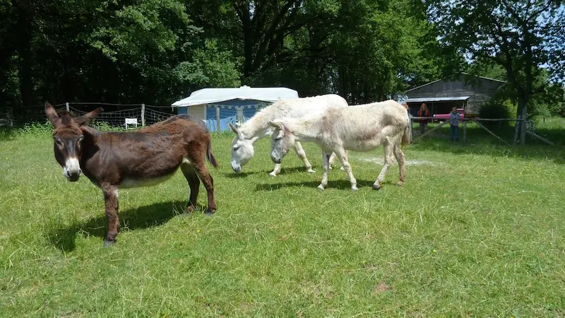 Camping-à-la-ferme-La-Noyeraie