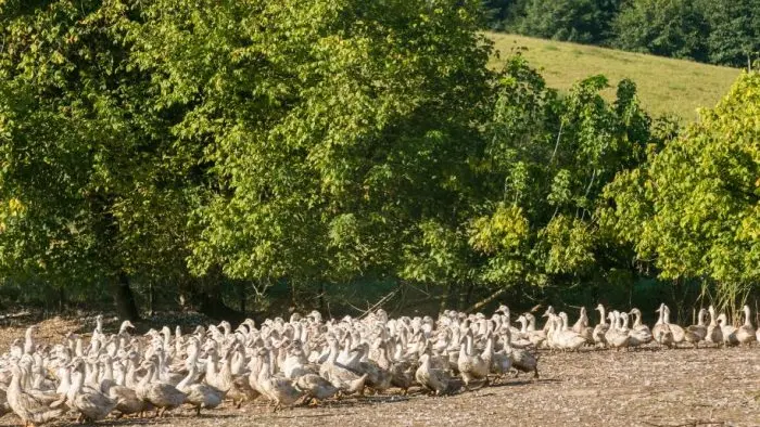 Canards-16-700x429