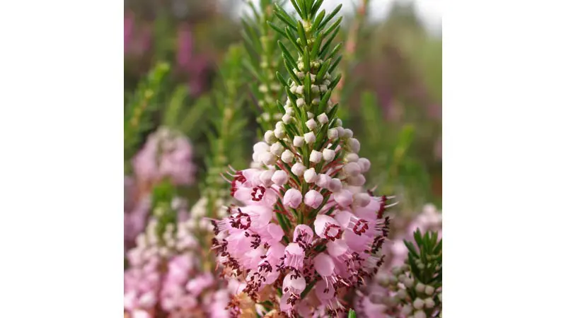 Sentier de la forêt de Fayat_1