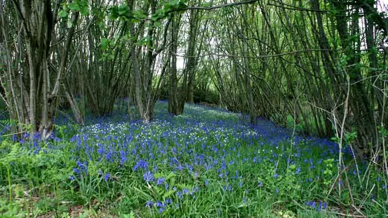Sentier Les Hérissons_2