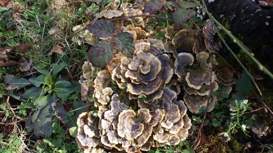 Sentier Les Hérissons_3