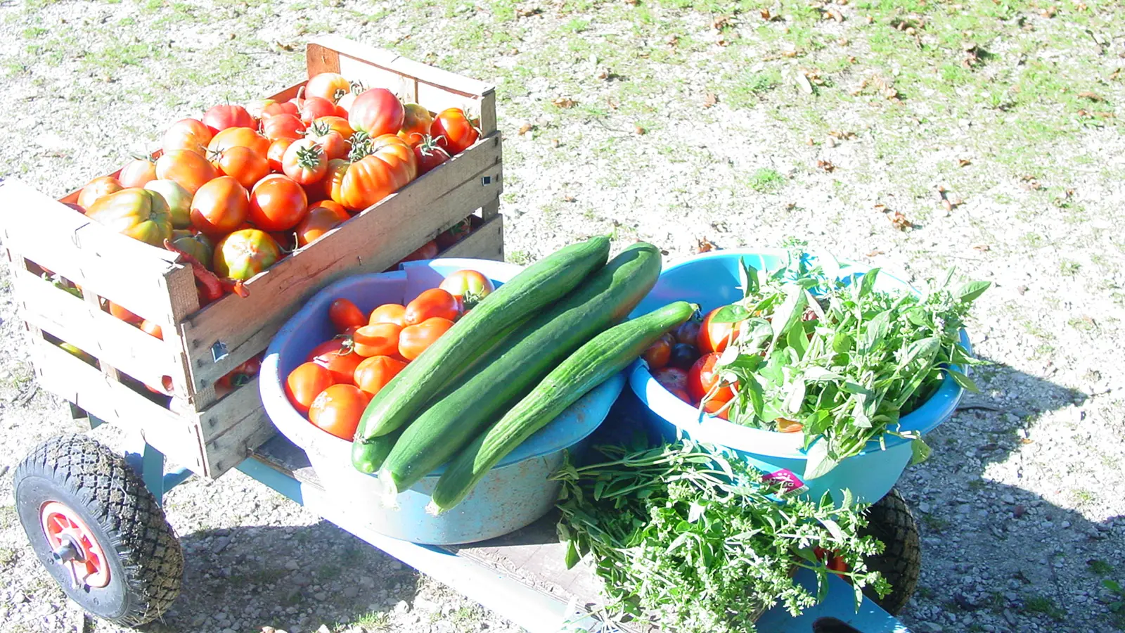 vente légumes sur place