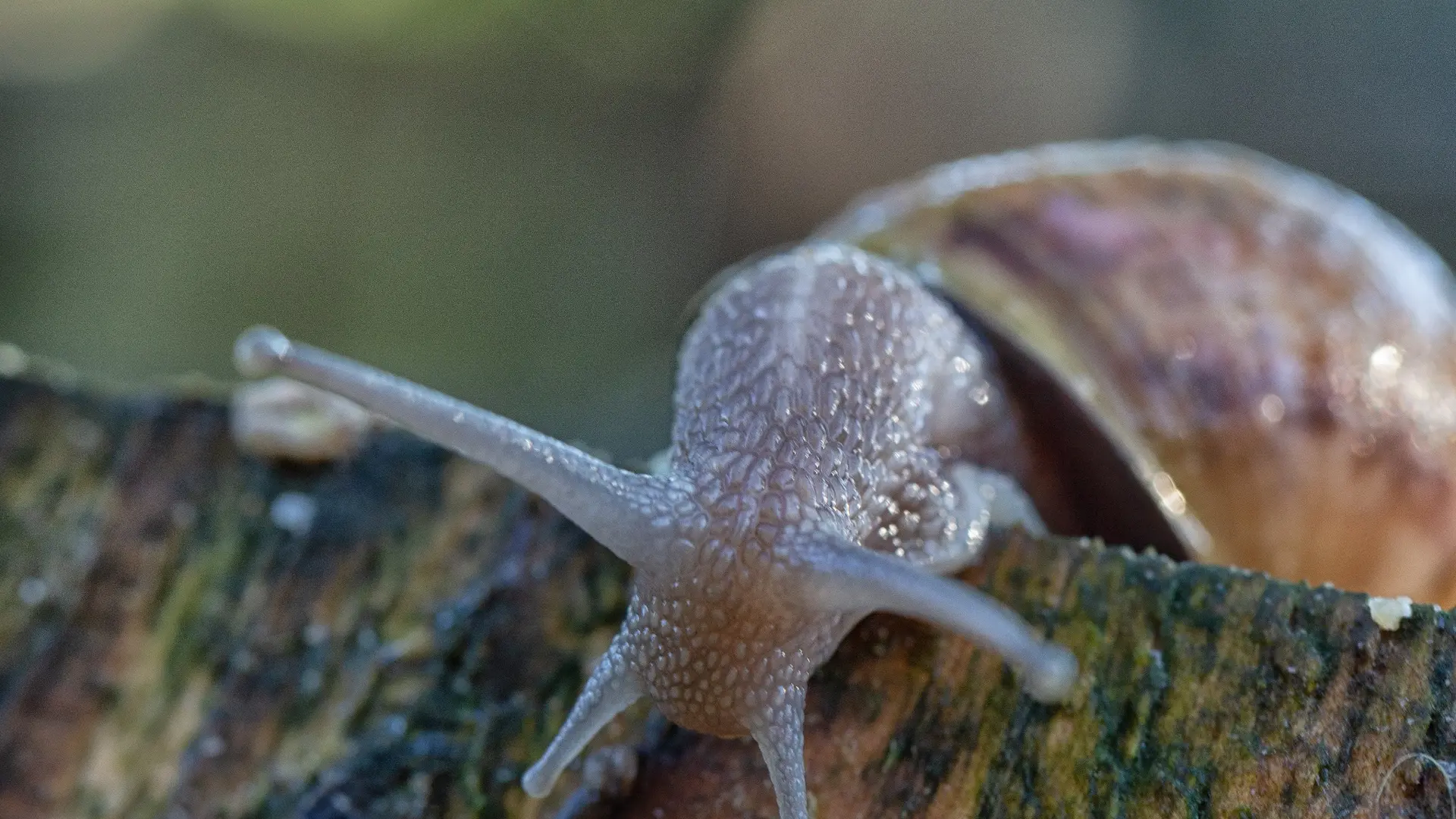 escargot