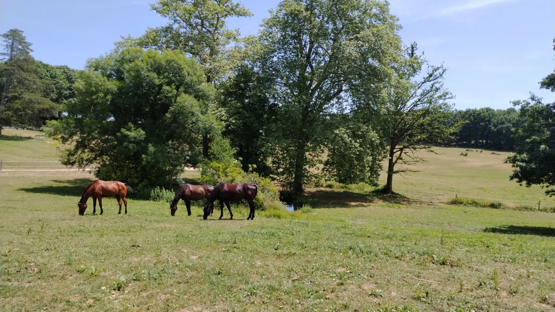 DomaineMuret_Chevaux
