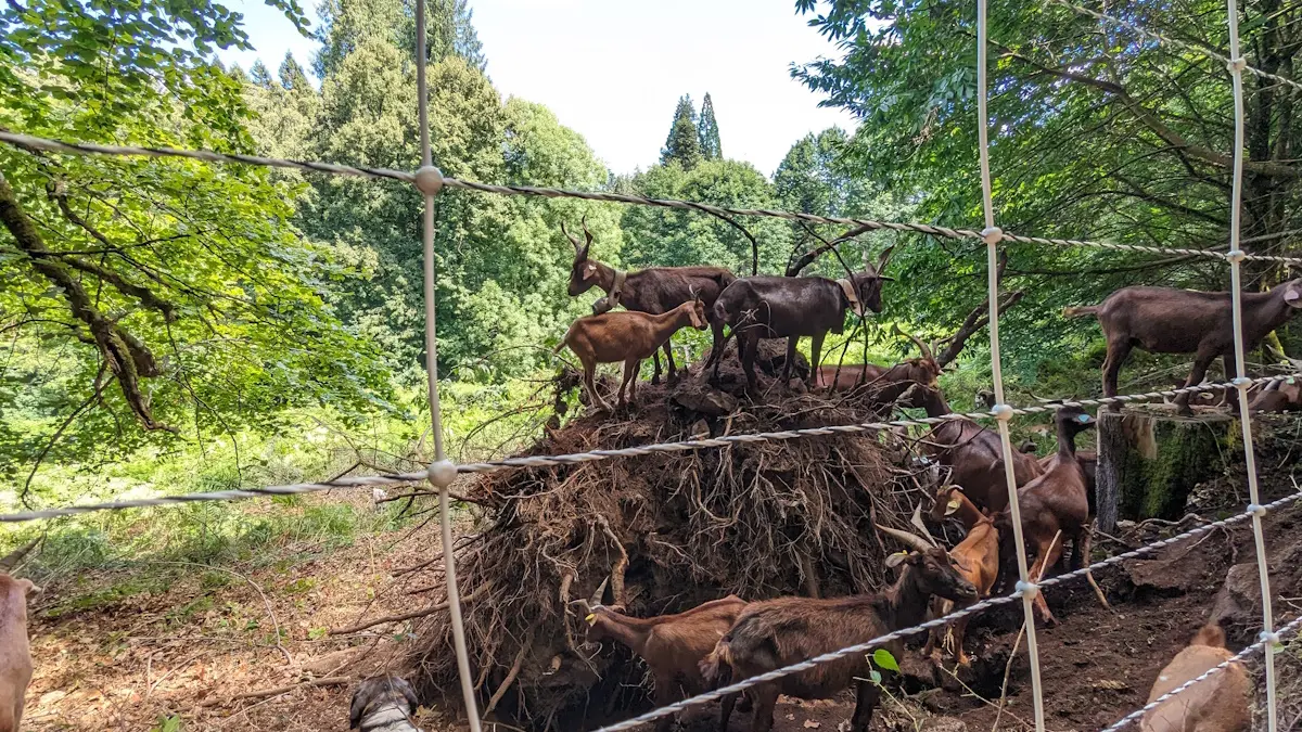 Ecopâturage avec l'office national des forêts